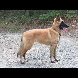 Meet your Posher, Boo